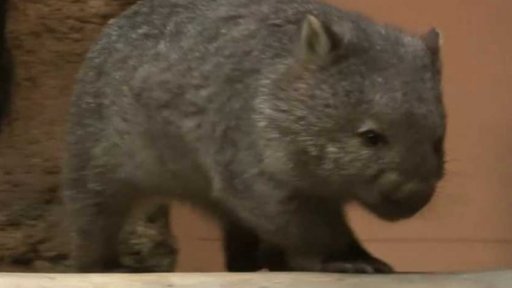 Vombat obecný v Zoo Praha