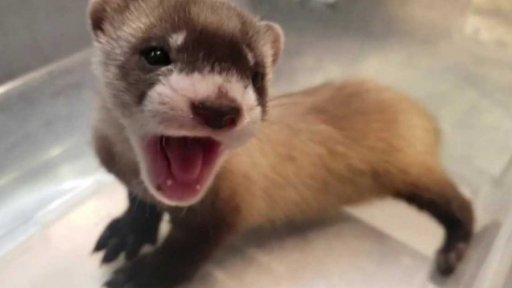 Klonováním k záchraně ohrožených druhů