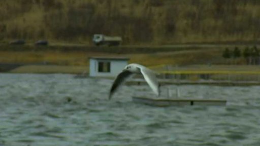 Sčítání ptáků na jezeře Most