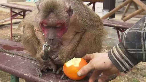 Přísnější podmínky pro cirkusy