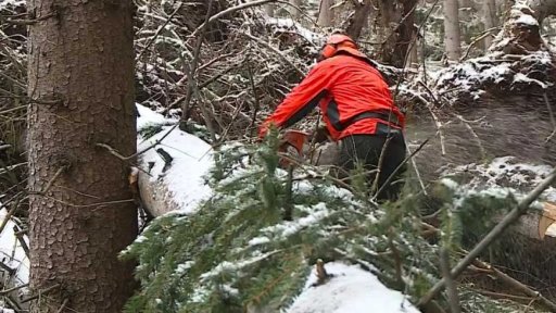 Stromy poškozené vichřicí