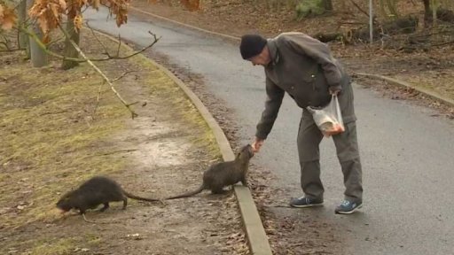 Přemnožené nutrie