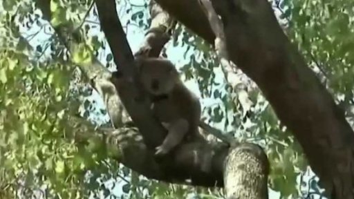 Ohrožení koalové v Austrálii