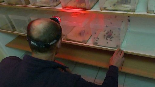 Chovné stanice pro čmeláky