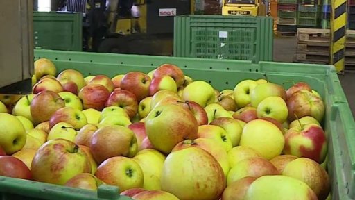 Ubývají ovocné sady