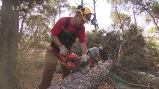 Obnova Masarykova lesa v Izraeli