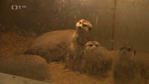 Drahé energie dopadají i na útulky