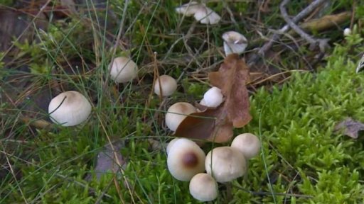 Houbařská sezona vrcholí