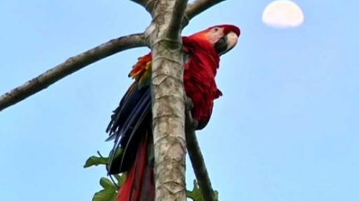 Vymírání volně žijících živočichů