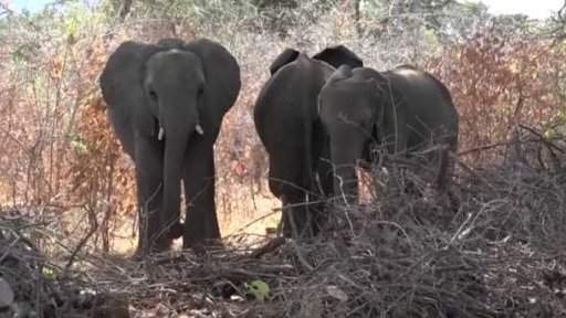 Červený seznam ohrožených druhů