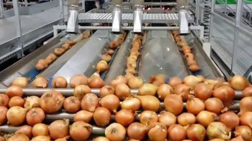 Konec slzám při krájení cibule