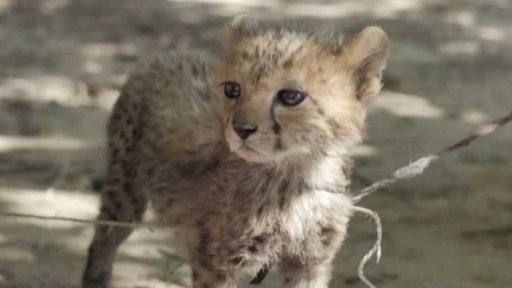 Gepardi ohrožení pytláky i změnou klimatu