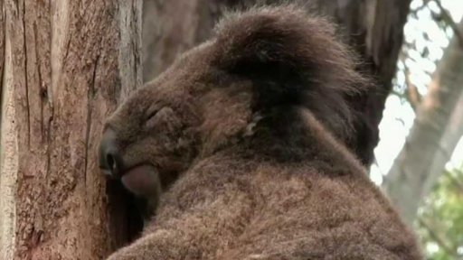 Koalové vyhlášení ohroženým druhem