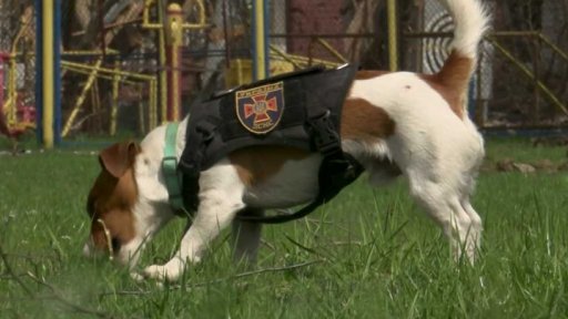 Dvouletý hledač min