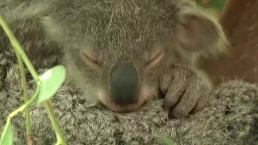 Australské ekosystémy na pokraji kolapsu