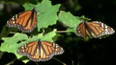 Slavní motýli v ohrožení