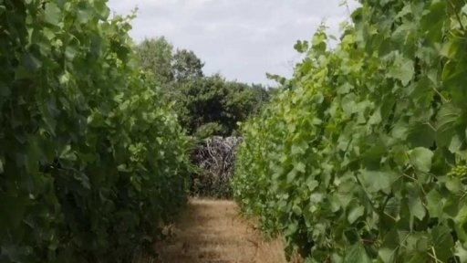 Předčasná sklizeň hroznů v Champagne