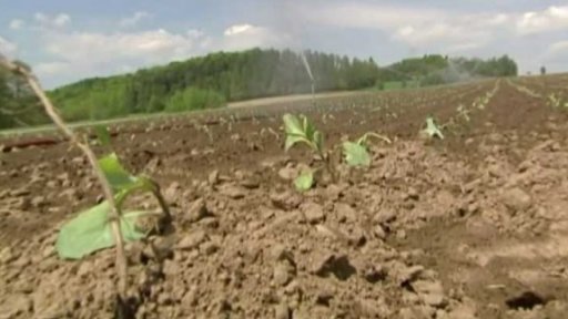 Extrémní sucha v Česku