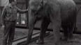 Mladý slon z Cejlonu a jeho družka (1971)