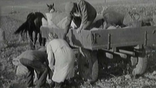 Sklizeň pokračuje, pomáhají i děti (1949)