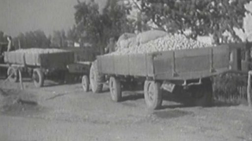 Výkup brambor probíhá urychleně v celé republice (1950)