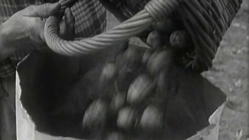 V Přerově nad Labem jako první sklízí rané brambory (1954)