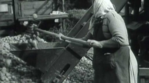 Třídění brambor hned na poli (1962)