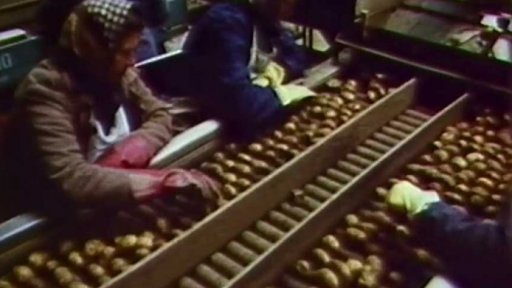 Noční směny na třídičce v JZD Plánice (1980)