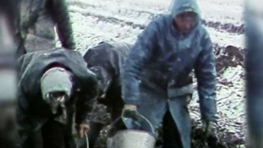 Sběr zapomenutých brambor na již sklizených plochách (1981)