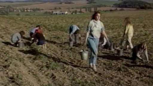 Studenti plzeňských škol sklízí za odměnu brambory (1990)