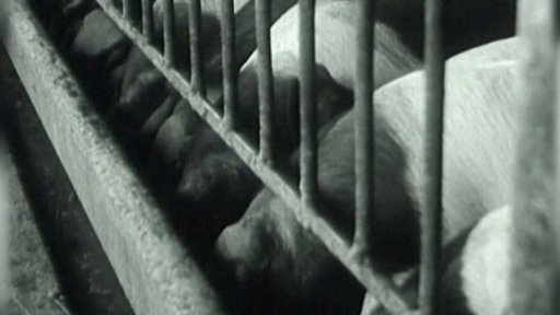 Chov přeštických prasat (1962)