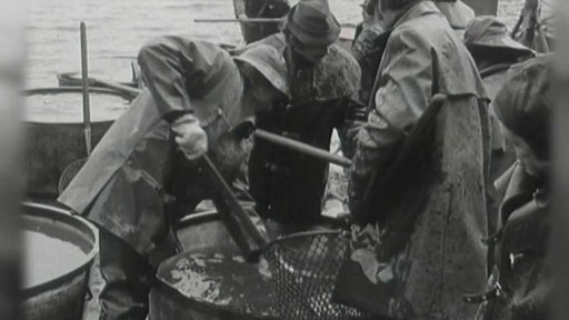 Předvánoční výlov kaprů (1972)