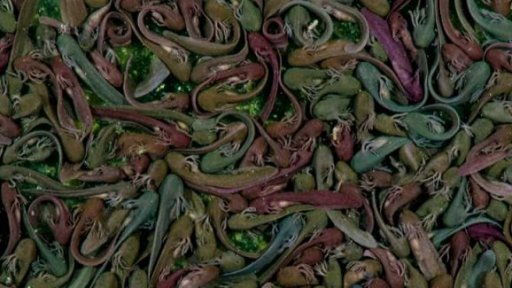 Vítěz soutěže Czech Nature Photo