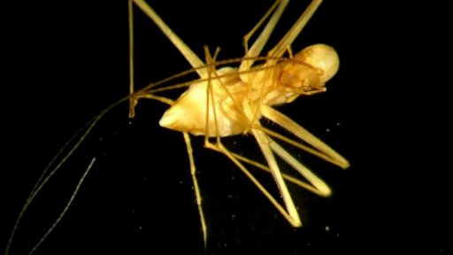 Čeští entomologové pojmenovali nový druh švába