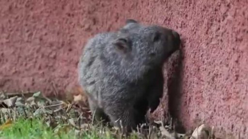 Vombat v pražské zoo