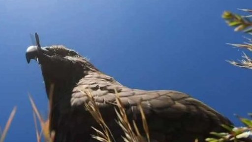 Video natočené papouškem