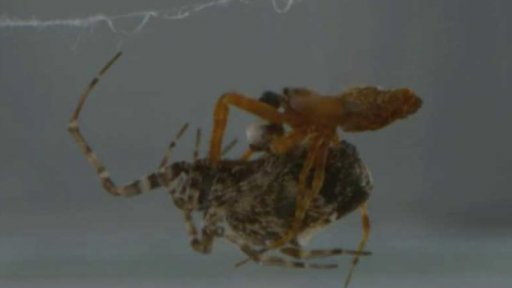 Pavoučí katapult k přežití