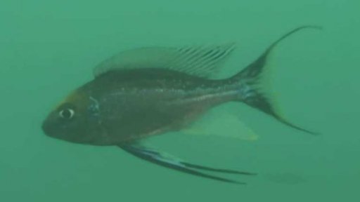 Česká věda stručně