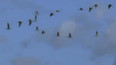 Věda kolem nás: proč hejna ptáků létají ve formaci ve tvaru V
