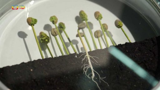 Coffee - nová výstava o kávě