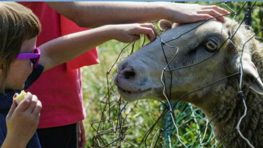 Ovečky na dvorku v muzeu v Říčanech