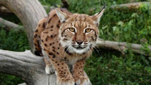 Strašidelná ZOO Hluboká