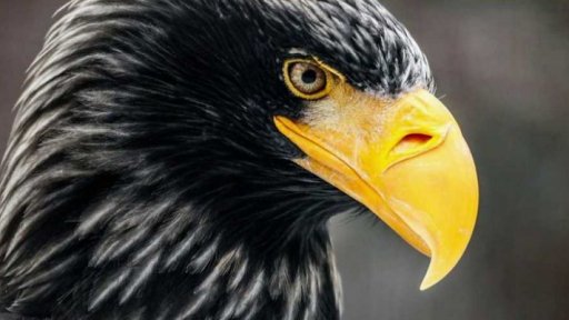 Sokolnické lovy na Sovinci