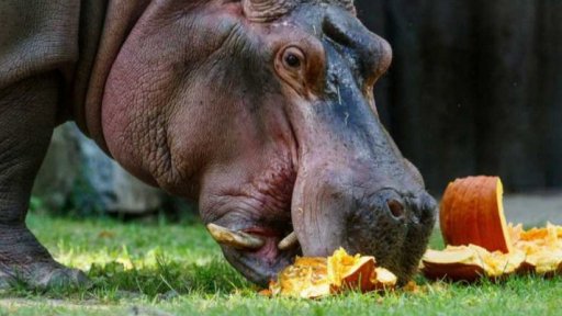 Halloween v Zoo Ostrava