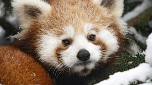 Štědrý den v ZOO Liberec