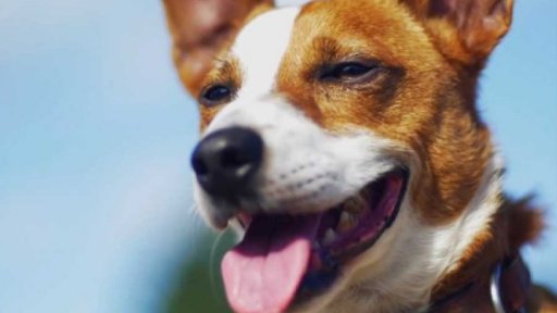 Wifi zajímavost: Jak se starat o imunitu domácích mazlíčků