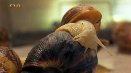 Příroda: Africký šnek