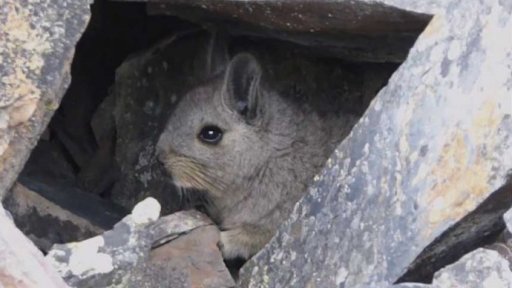 Zajímavost: Viskača