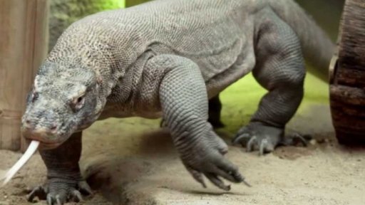 Příroda: Varan komodský
