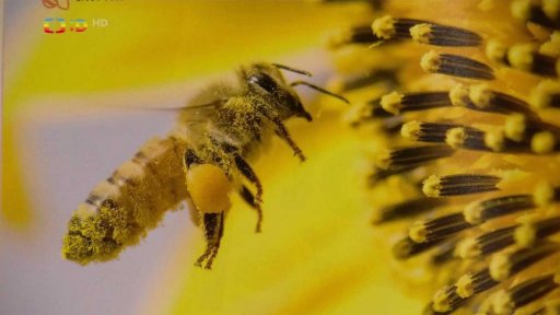 TyYova knihovna: Sarah Budeová, Rebecca Schmitzová - Včelaření pro děti